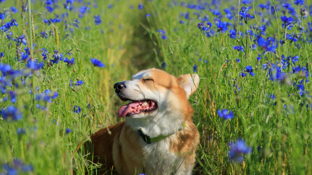 Обои на рабочий стол: Корги в васильках