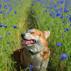 Йоркширский терьер