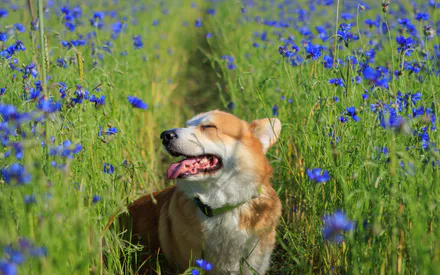 Корги, Собака, Поле васильков, Васильки, Поле, Лето