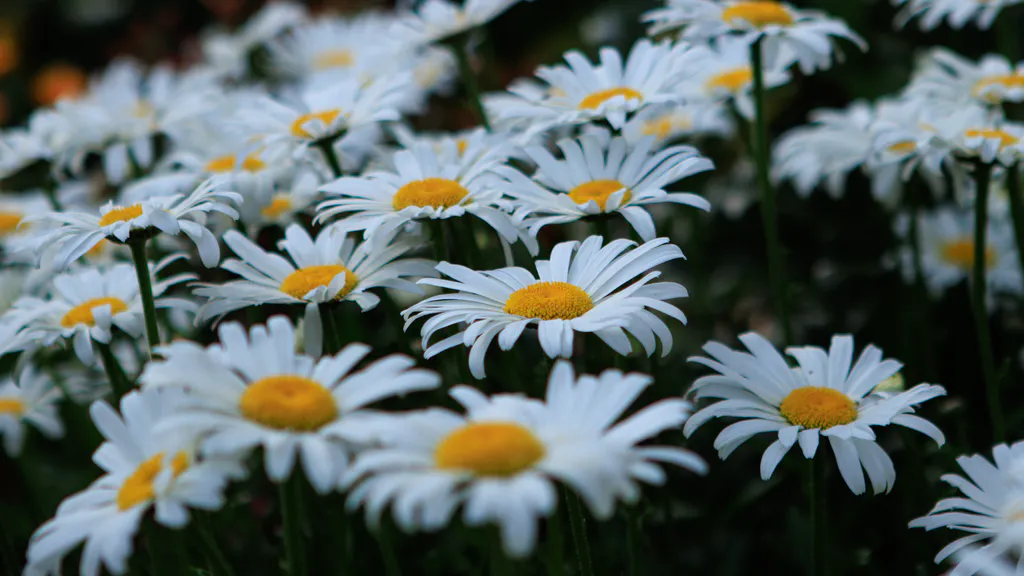 Обои на рабочий стол: Ромашки