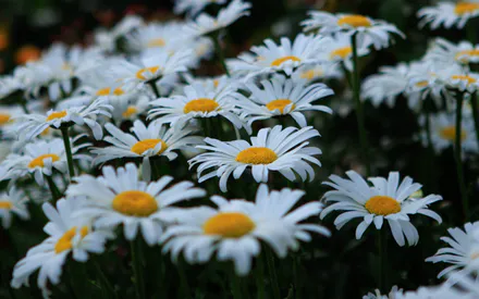 Ромашки, Много ромашек, Цветы, Белые цветы