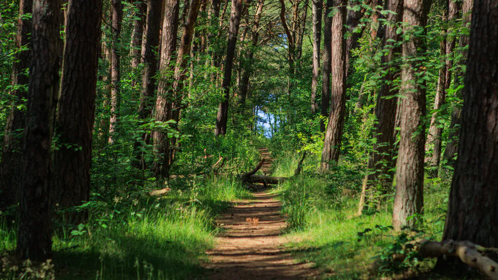 Обои на рабочий стол: Лесная тропинка