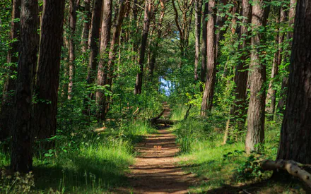 Лес, Тропинка, Лето, Деревья