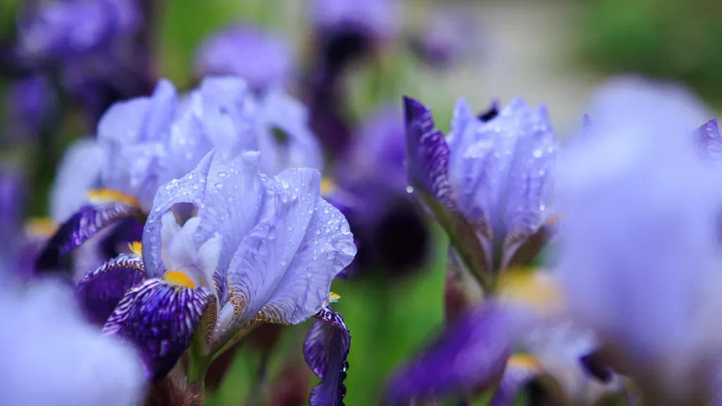 Обои на рабочий стол: Ирисы