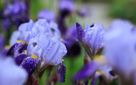 Ирисы, Цветок ирис, Красивые цветы, Сиреневые цветы, Капли дождя, После дождя