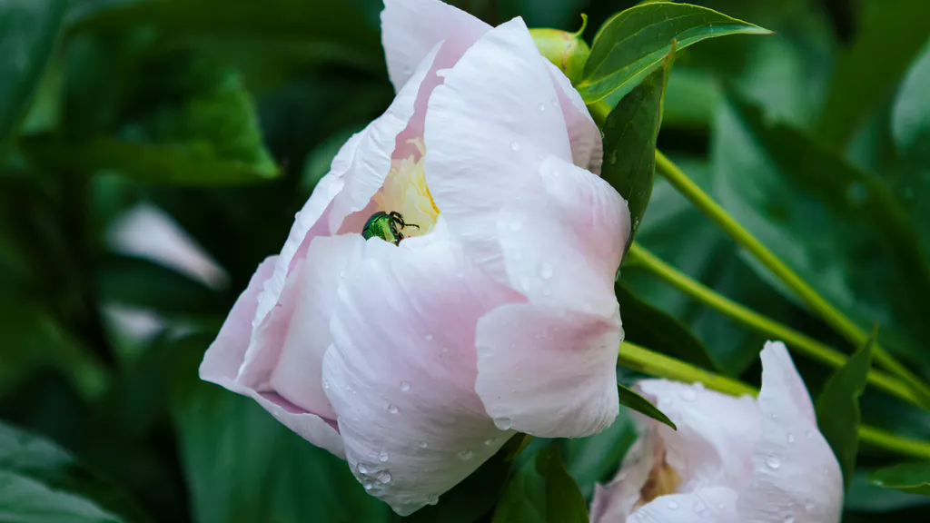 Обои на рабочий стол: Июньский жук спит в пионе