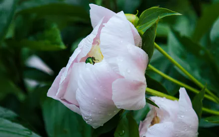 Июньский жук, Зеленый жук, Пион