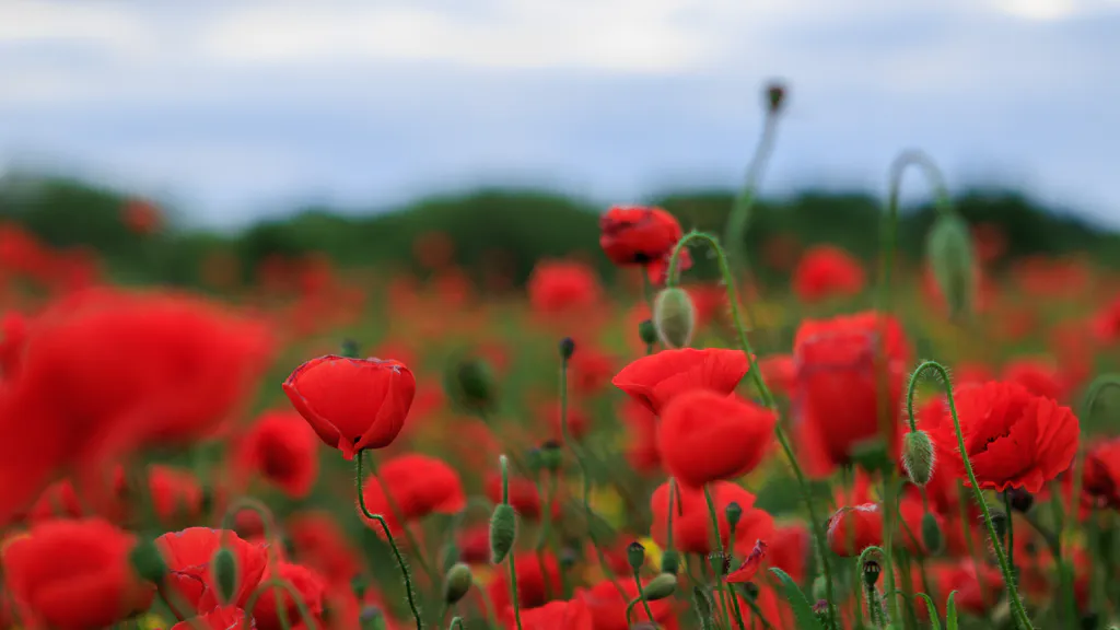 Обои на рабочий стол: Маковое поле