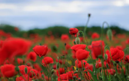 Маковое поле, Поле, Маки, Красные цветы, Лето