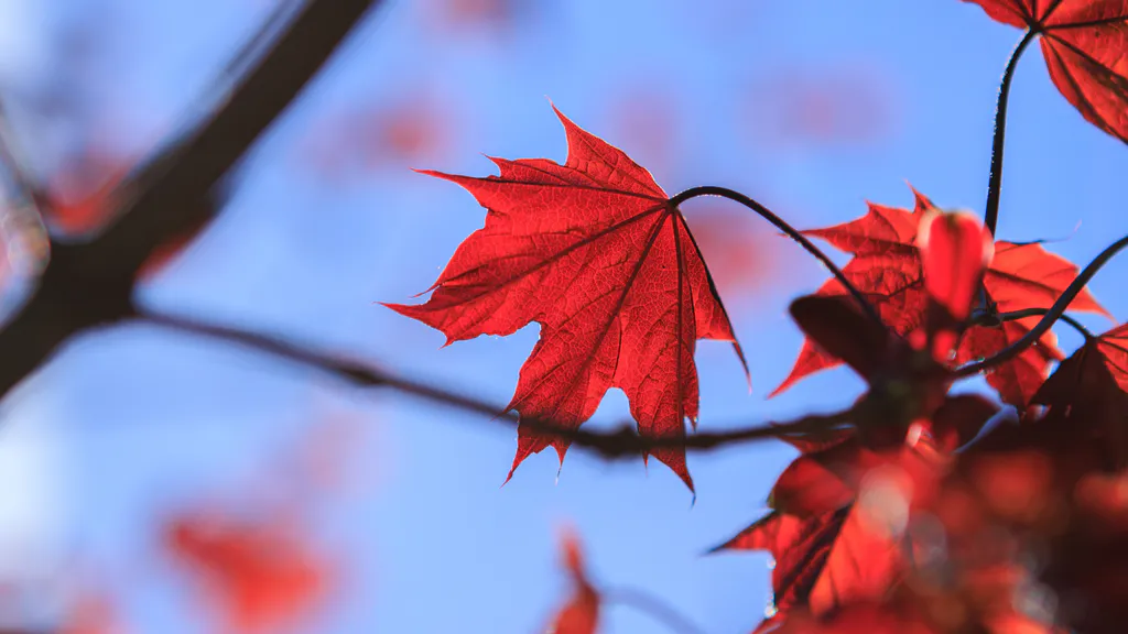 Обои на рабочий стол: Красный клен