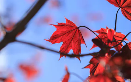 Клен, Ветка клена, Листья клена, Красные листья