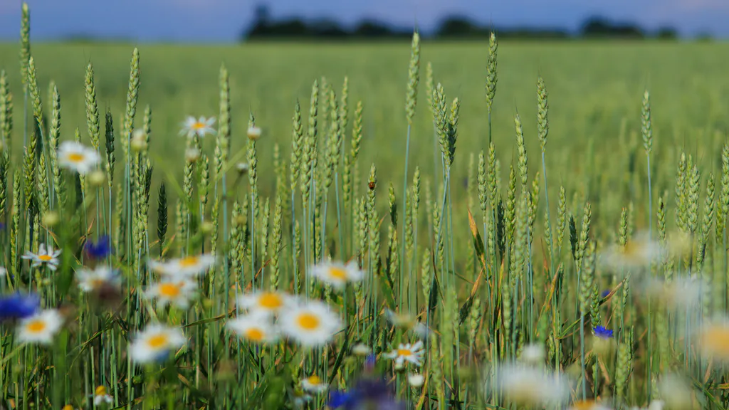 Обои на рабочий стол: Пшеничное поле