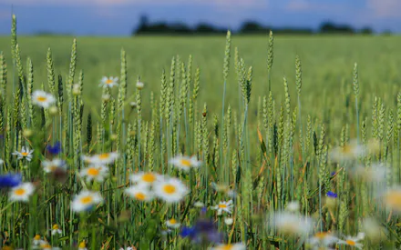 Поле, Полевые цветы, Ромашки, Васильки, Лето, Пшеница