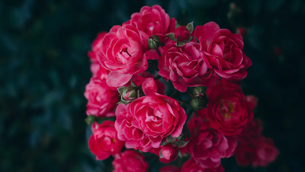 Wallpaper Pink roses 1080x1920