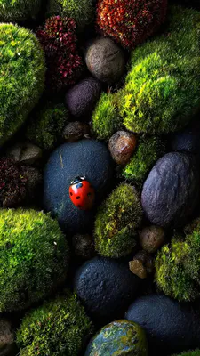 Мох, Камни, Божья коровка, Насекомое, Зеленый, Текстура, Природа, Макро