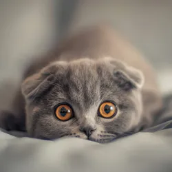 Puss in Boot