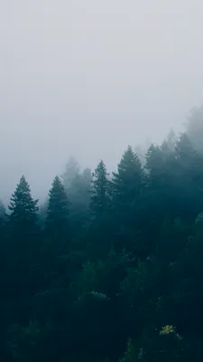 Сосны, Хвоя, Горный, Утренний, Покой, Зелень