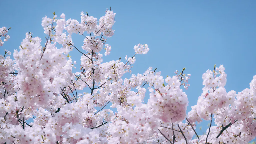 Desktop wallpaper: Spring sakura