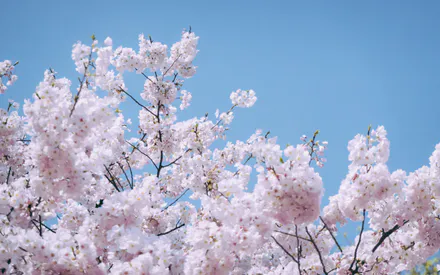Pink Flowers, Blooming Branches, Spring Flowers, Petals, Macro, Pastel Tones, Sunny Day