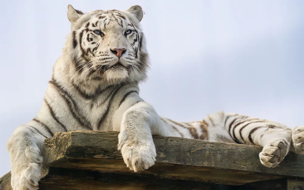 Wallpaper Tiger 2732x2048