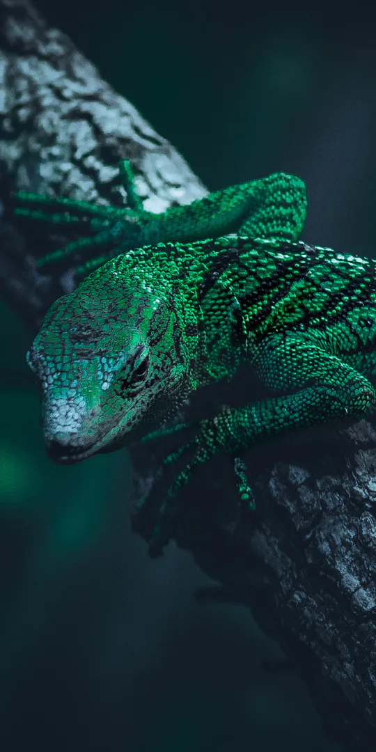 Phone wallpaper: Emerald iguana close-up