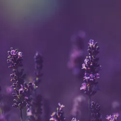 Purple flower macro