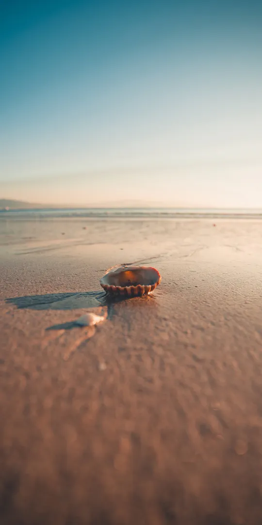 Phone wallpaper: Shell on the shore
