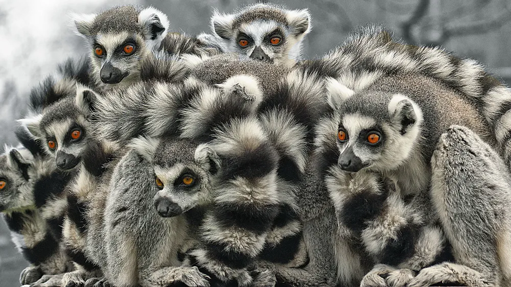 Wallpaper Funny Lemur Group 1024x768