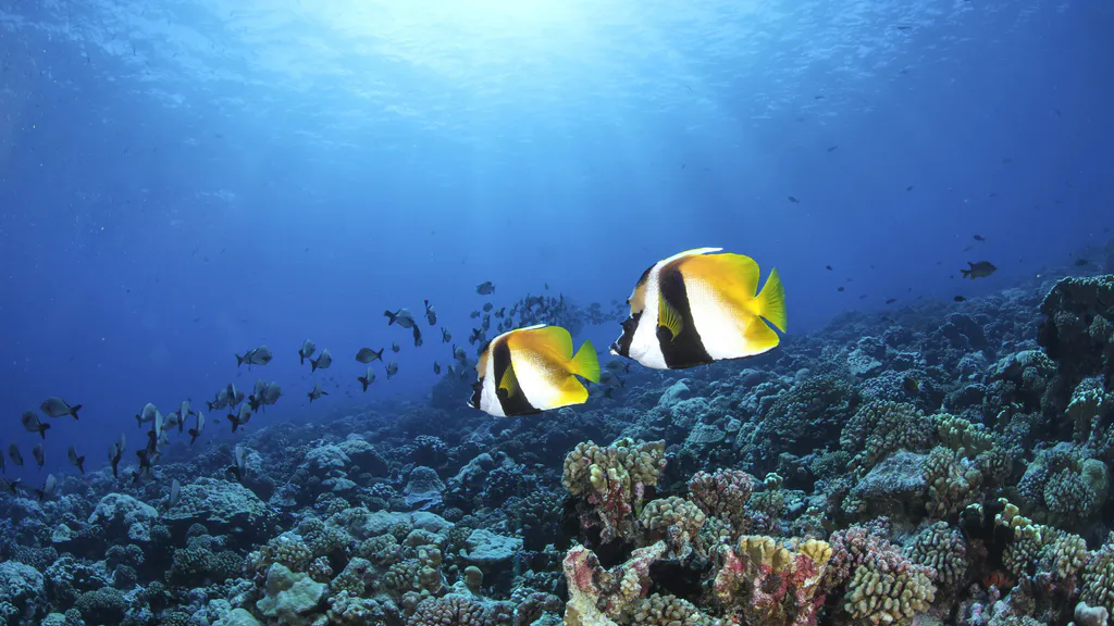 Desktop wallpaper: Pair of butterfly fish on a coral reef