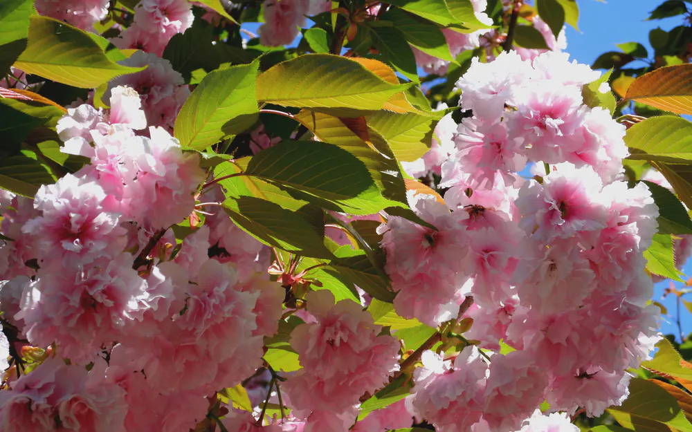 Обои Весна 2560x1440