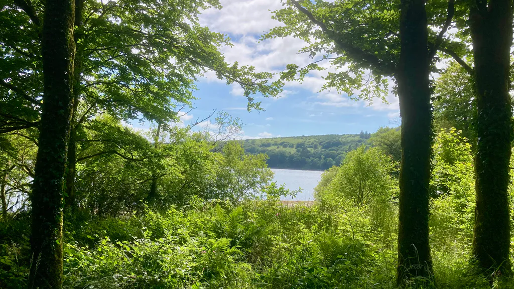 Обои на рабочий стол: Озеро сквозь деревья