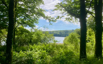 Озеро, Наскрізне, Дерева