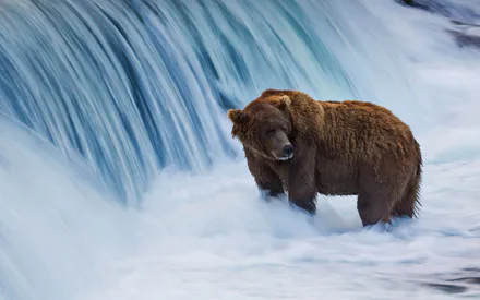 Alaska, USA, Brown Bear, Katmai National Wildlife Refuge