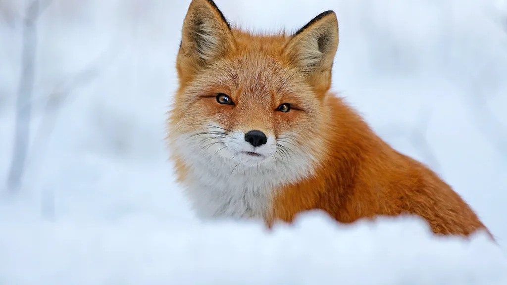 Desktop wallpaper: Fox