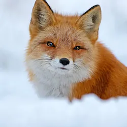 Ёжик в корзинке