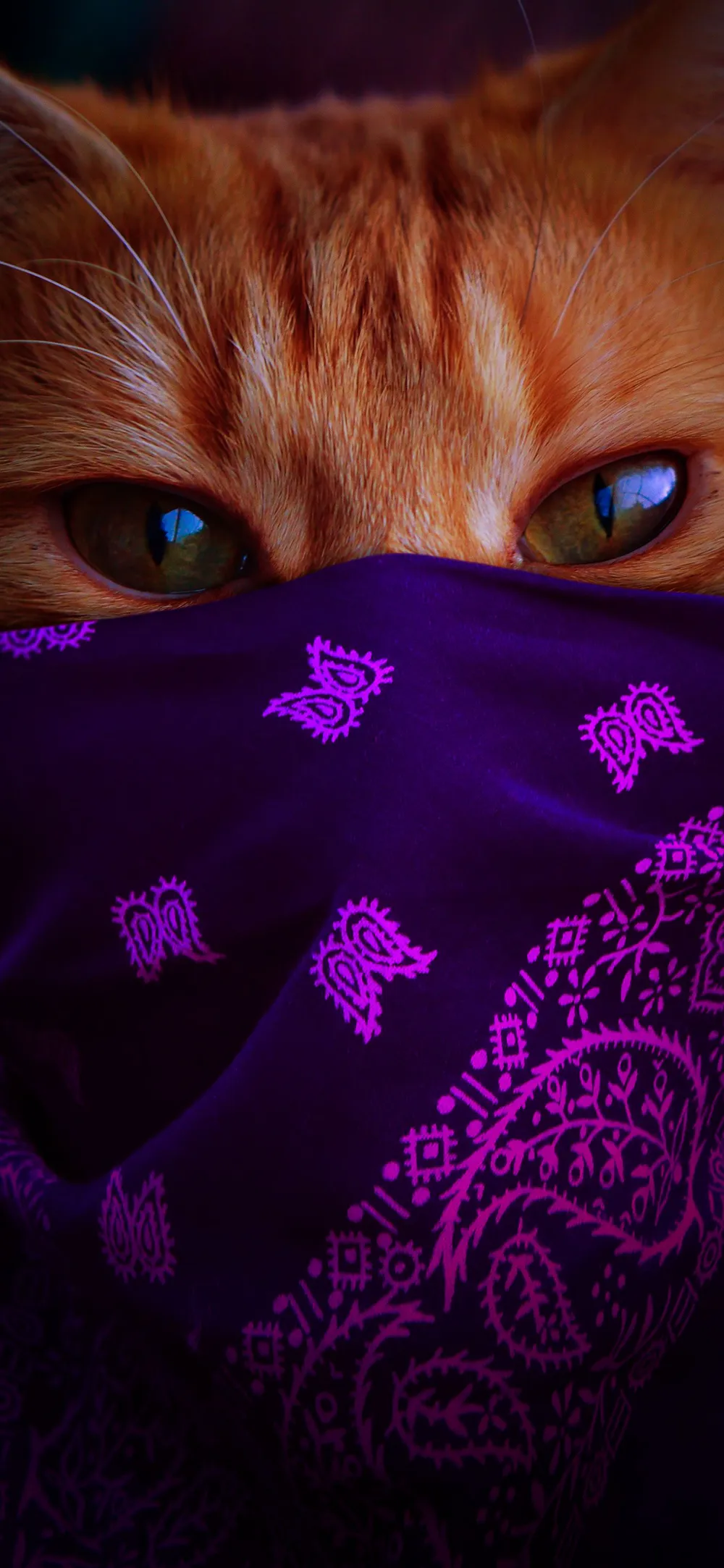 Обои Кот в бандане 1366x768