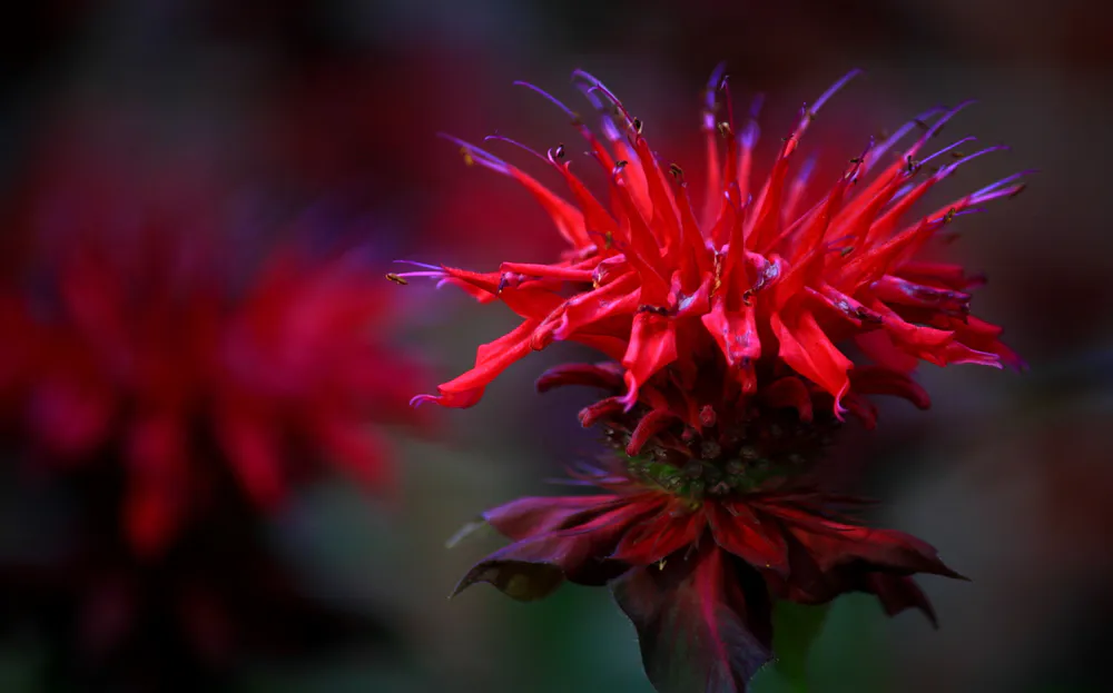 Wallpaper Flower 1366x768