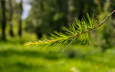 Needles, Spruce, Greens, Wood, Side