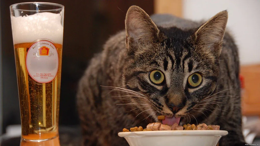 Wallpaper Drinking beer and eating 1280x720