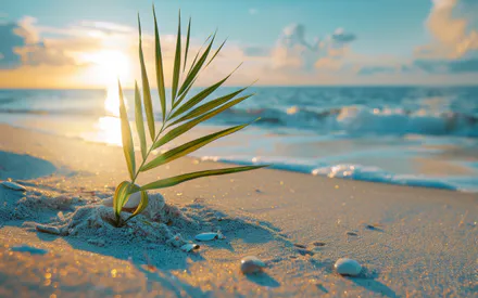 Пляж, Растение, Закат, Море