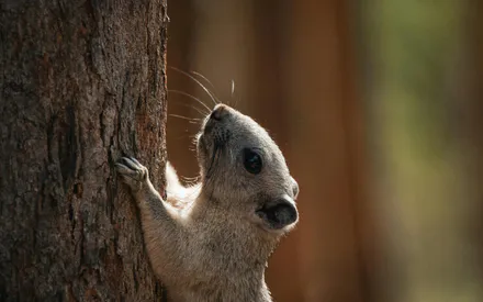 Животное, Сурикат, Природа