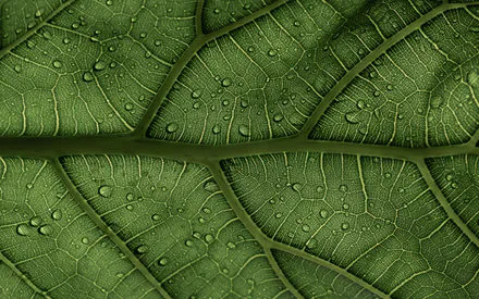 Макро, Зеленый, Узор, Текстура, Вода, Растение, Природа, Детали