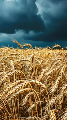 Пшениця, Хмари, Гроза, Небо, Жнива, Урожай, Літо