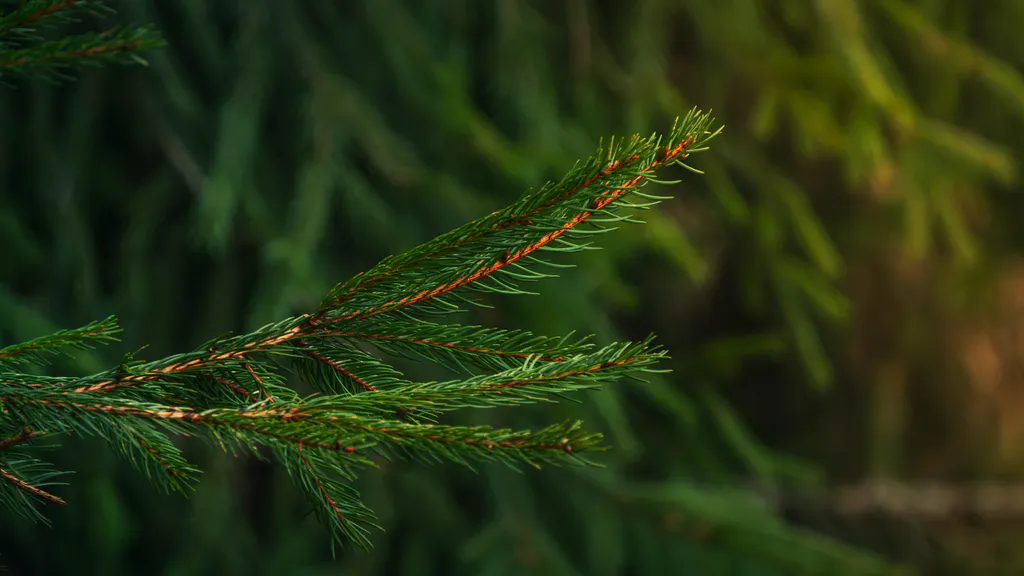 Desktop wallpaper: Spruce branch