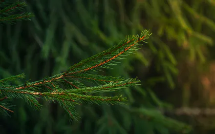 Хвоя, Игла, Лес, Макро, Зеленый, Боке, Текстура, Природа