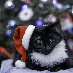 Новогодние кошки 