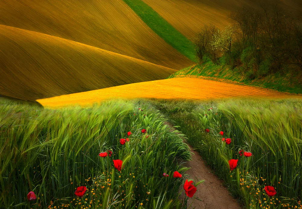 Wallpaper Field 750x1334