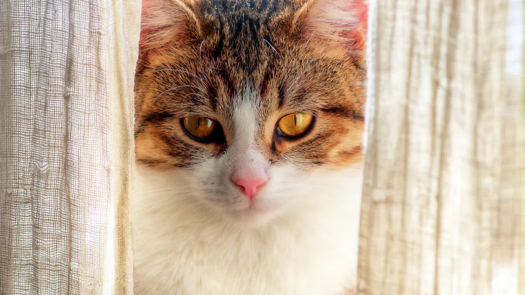 Desktop wallpaper: Cat