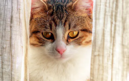 Кошка, Кот, Портрет, Рыже-белая