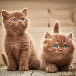 Кошеня з блакитними очима